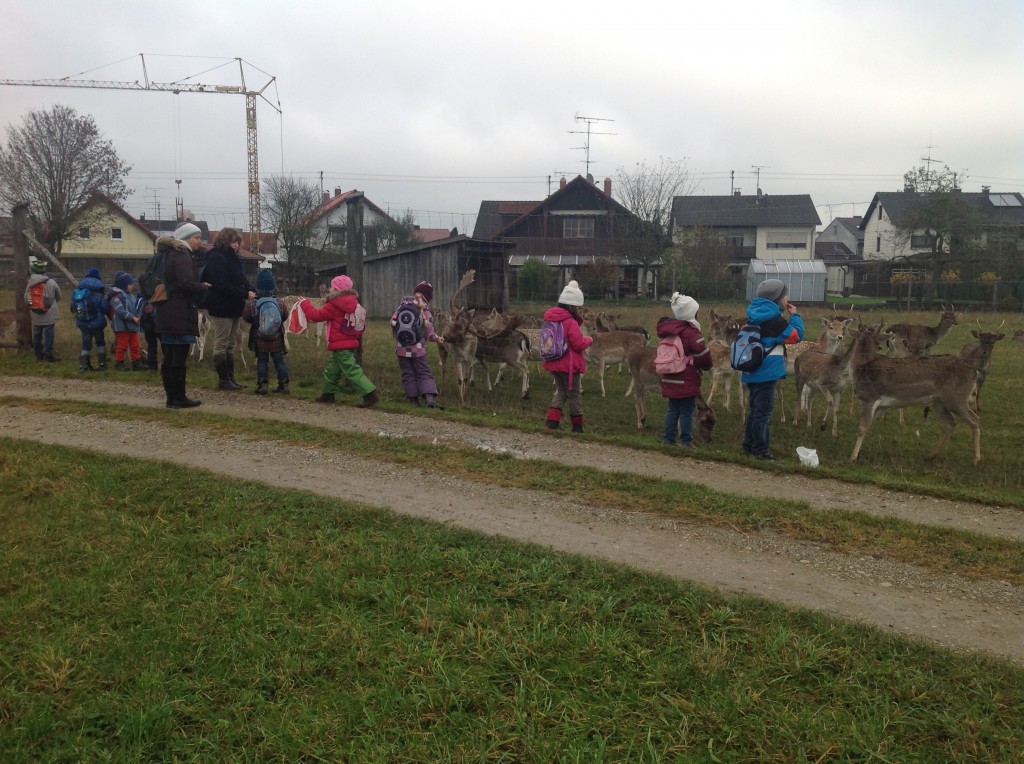 Honigblume besucht Damwildzucht – B304