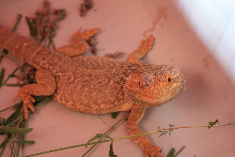 Bartagame im Gebüsch - Reptil FFHaar 900x600