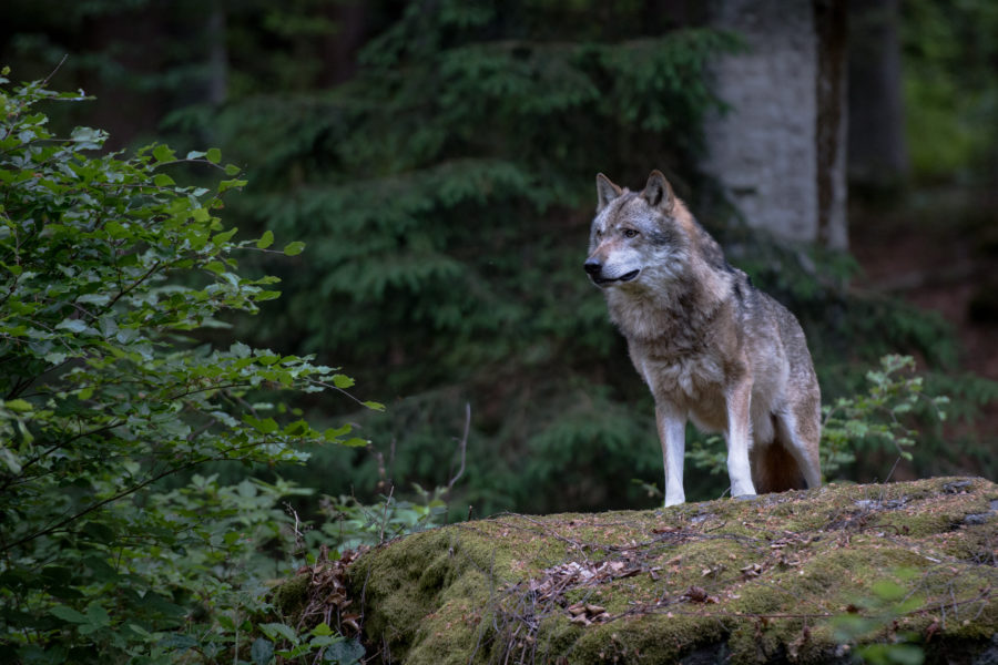 Wolfsriss im Landkreis?