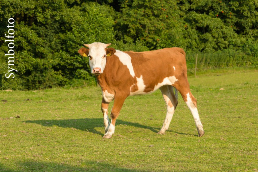 Entlaufendes Rind tot