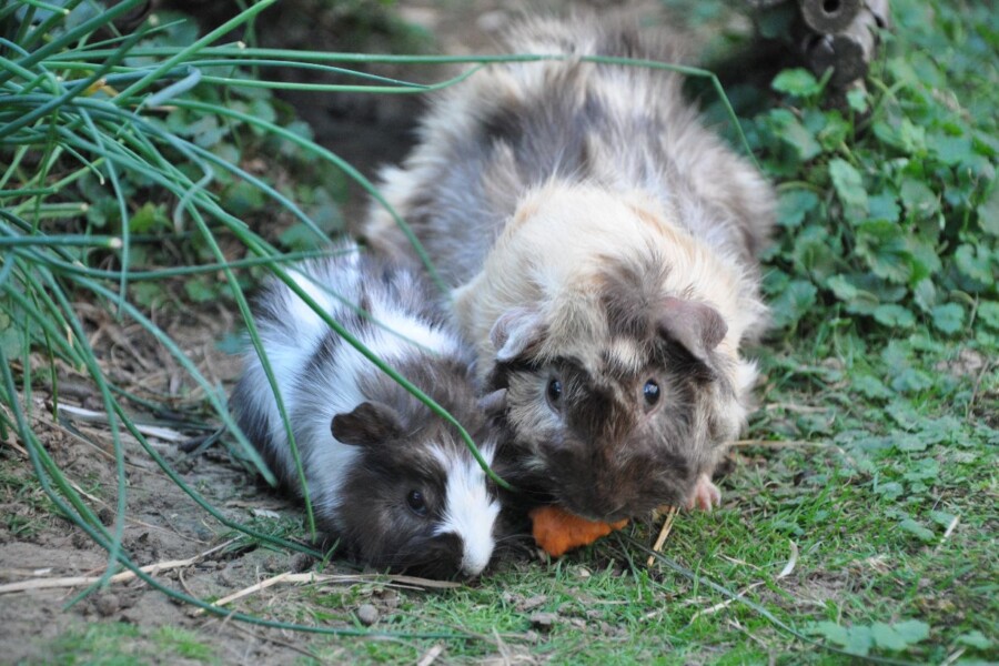 Die Meerschweinchen sind wieder da!