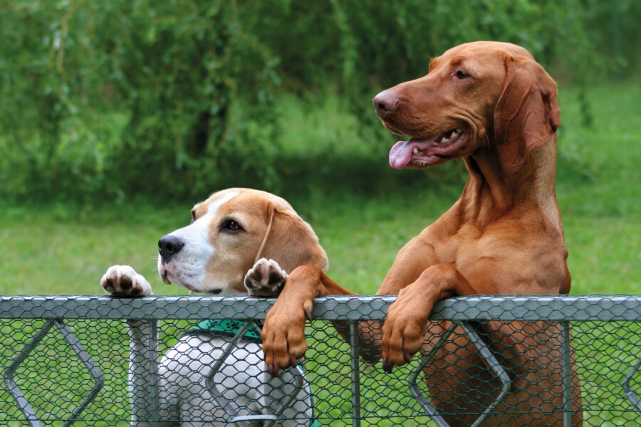 Dirtpark, Hundewiese oder Trimm-Dich-Pfad?