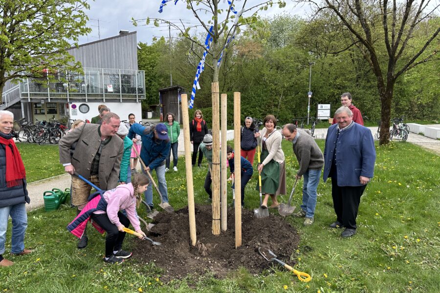 Lebendiger Maibaum gepflanzt