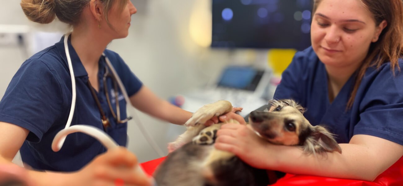 AniCura Tierklinik Haar