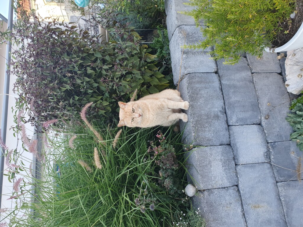 Der Haus- und Hof-Kater war komplett unbeeindruckt