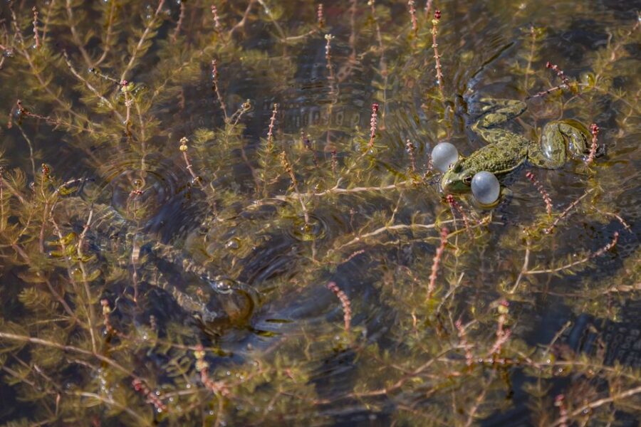 Eglfinger Weiher: Goldfische außer Kontrolle