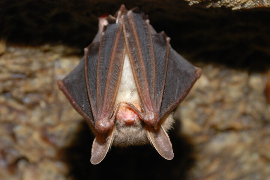 Haar feiert die Fledermaus