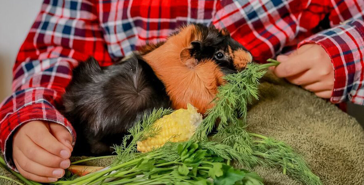 Tierisch gute Pädagogik