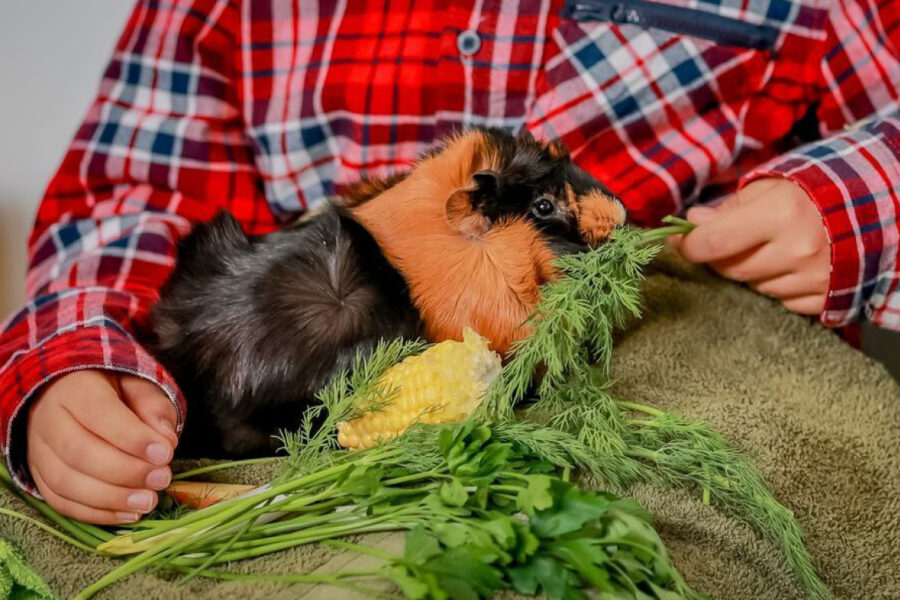 Tierisch gute Pädagogik